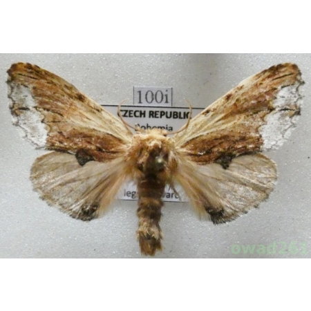 Ptilodon cucullina (Denis & Schiffermüller, 1775) Czech100i